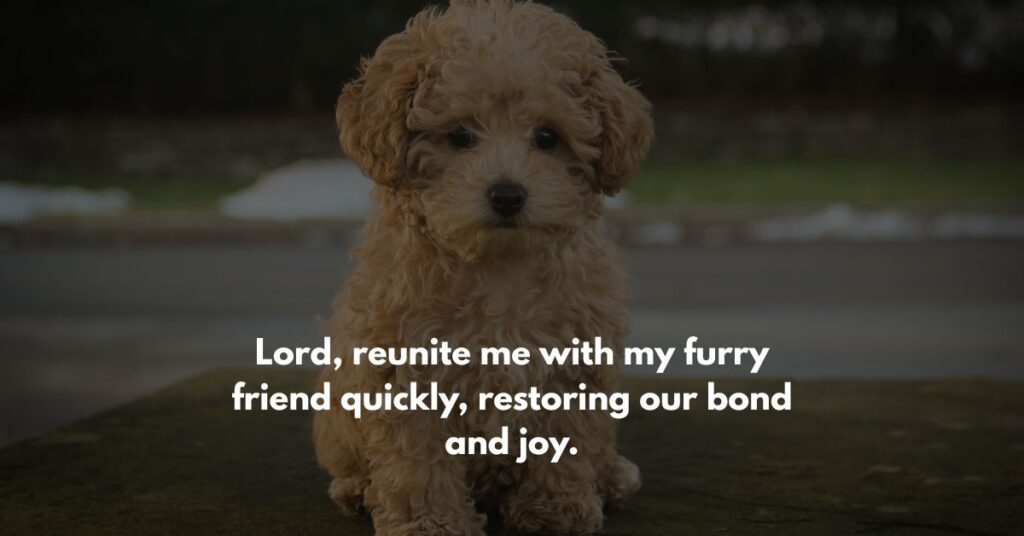 Prayers for Lost or Straying Dogs